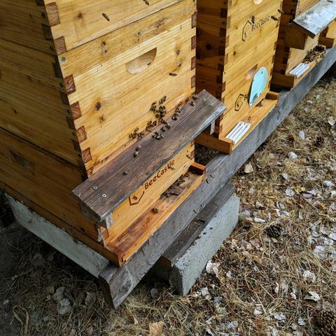 A photo showing the front of the hive after it is reassembled. There are bees around the area where the entrance to the upper box used to be which is above the small roof over the normal entrance of the bottom box. They are mostly returning foragers and some have pollen visible. 3 of the other hives are visible to the right on the hive stand.