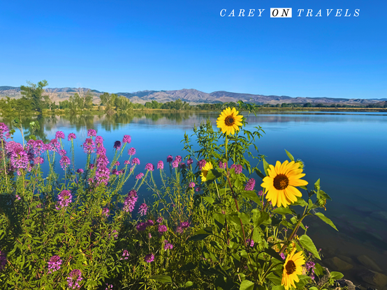 Wildflowers in front of Coot Lake Boulder Colorado