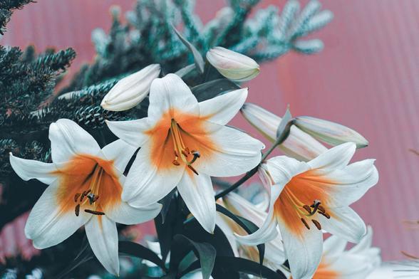 Three open lily flowers which are orange/yellow on the inside and white on the inside with an evergreen tree with tight cones and a corrugated red barn wall behind it