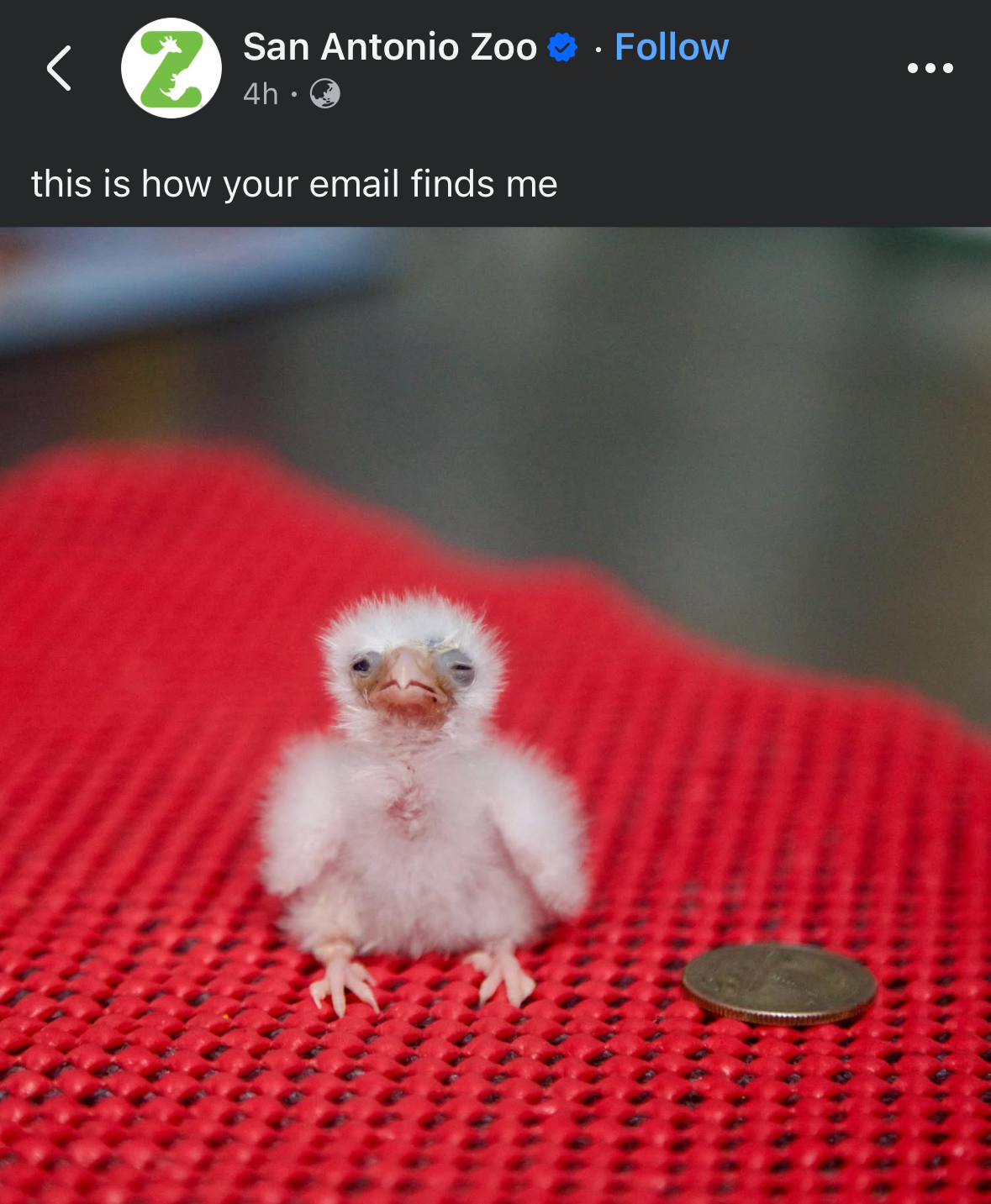 A fluffy sleepy baby bird with stands next to a coin on a red colour textured surface. The image is a meme from the San Antonio Zoo, captioned "this is how your email finds me"