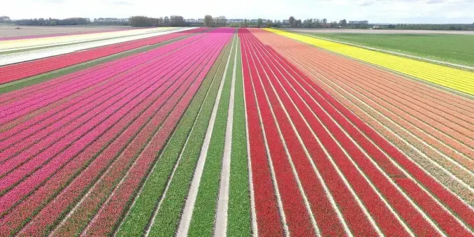 🌷✨ Tulpenfelder Holland – Frühlingserwachen in voller Blütenpracht!
