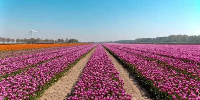 🌷✨ Tulpenfelder Holland – Frühlingserwachen in voller Blütenpracht!