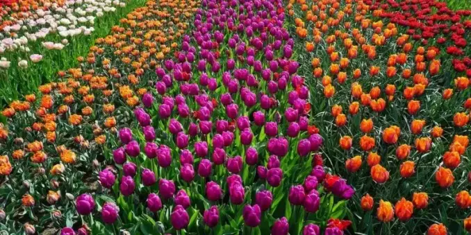 🌷✨ Tulpenfelder Holland – Frühlingserwachen in voller Blütenpracht!
