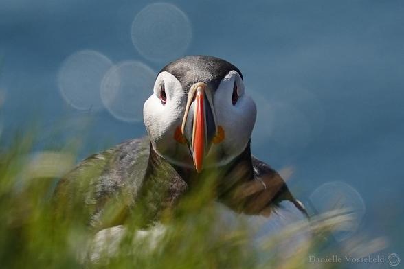 Puffin looking straight at the photographer…or something else…
It is lying in the grass, which is still visible in the front. In the back, the sea is blue, with reflections of the sun (that are white-ish circles over the blue). 