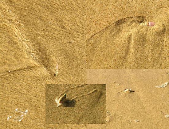 Meerschnecken in verschiedenen Stadien des Einbuddelns.(Collage aus mehreren Aufnahmen)
Seasnails trying to dig themselves into the sand. 4 pictures arranged.