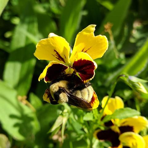 A yellow and dark pansy with a yellow and black bumble bee which is probably a Nevada bumble bee. The petals on the pansy are chewed a bit. Photo taken August 5, 2025.