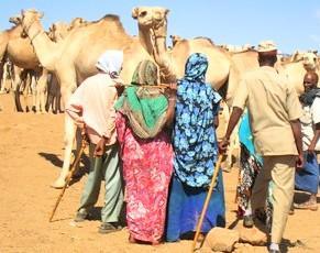 Four People looking at Thier heard of camels