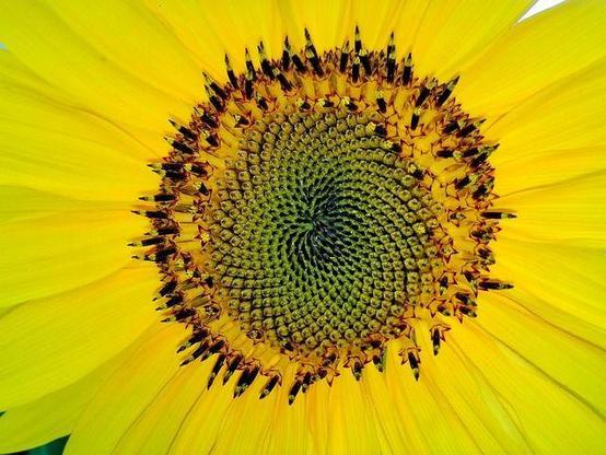 A yellow sunflower showing a fibonacci sequence.