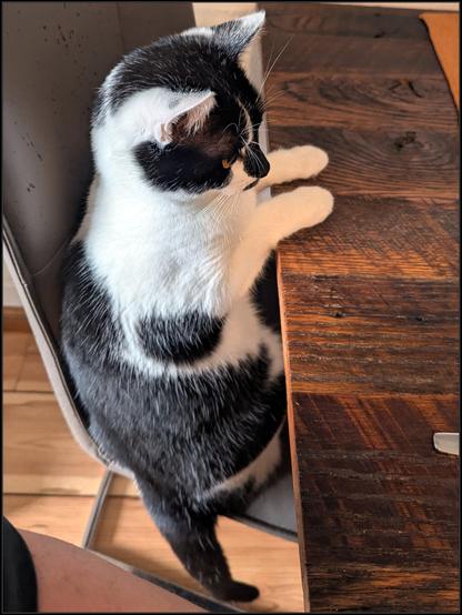 Lemon the cat sitting upright on the chair next to me, both front paws neatly resting on the dinner table. She's looking awfully well mannered, no elbows on the table, we raised her better than that 😉
