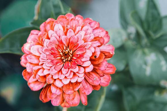 Pale pinkish flower with whorls and whorls of petals with rather dark and subdued green foliage in the background
