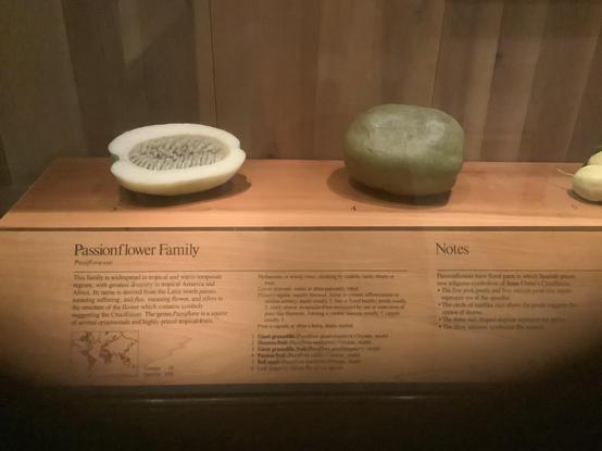 #Passiflora, known also as the passion flowers or passion vines, is a genus of about 550 species of flowering plants, the type genus of the family Passifloraceae.