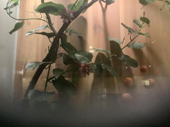 Passiflora, known also as the passion flowers or passion vines, is a genus of about 550 species of flowering plants, the type genus of the family Passifloraceae.