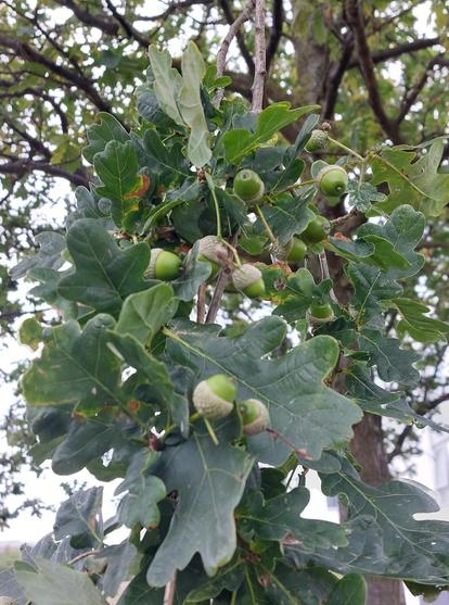 The end of a branch of an oak tree, heaving with leaves and budding acorns.