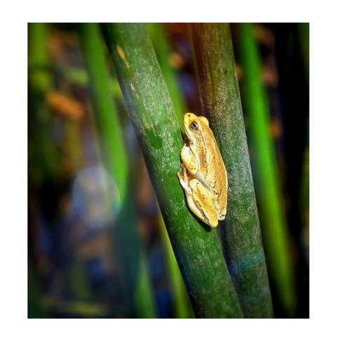 This is a colour photo of a very small African reed frog blissfully sitting among the reeds on a sunny day on the Okavango Delta.