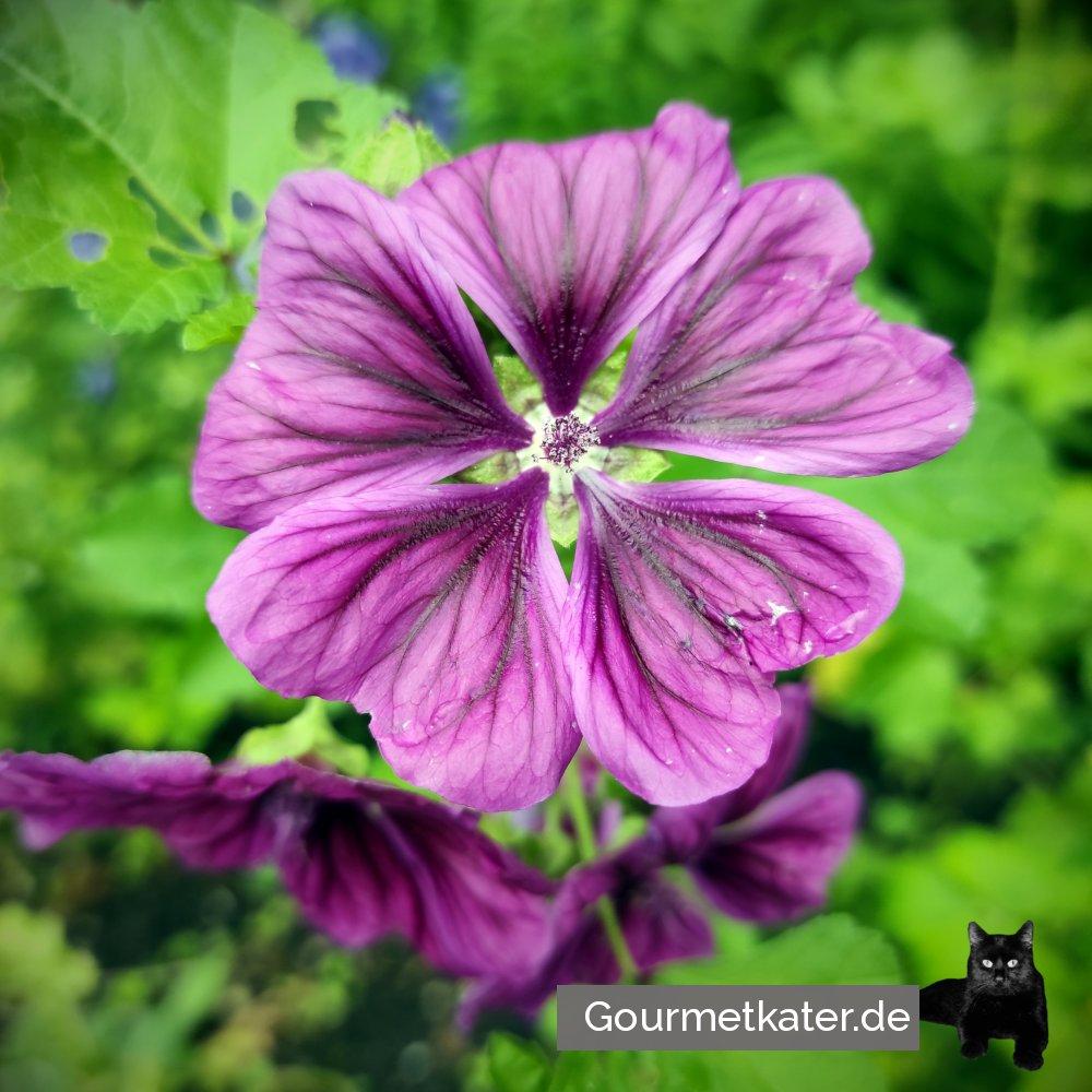 Heute im Garten