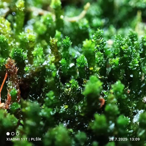 In the macro photo, the deep green moss is a darker shade. Looks like a mass of small tails. Only part of the photograph is in focus.