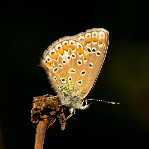 Schmetterling Bläuling sitzt Kopfüber an einem vertrocknetem Pflanzenstängel. Flüger Hellbraun mit Punkten in Schwarz und Orange. Die Fühler sind fein schwarz weiß geringelt.