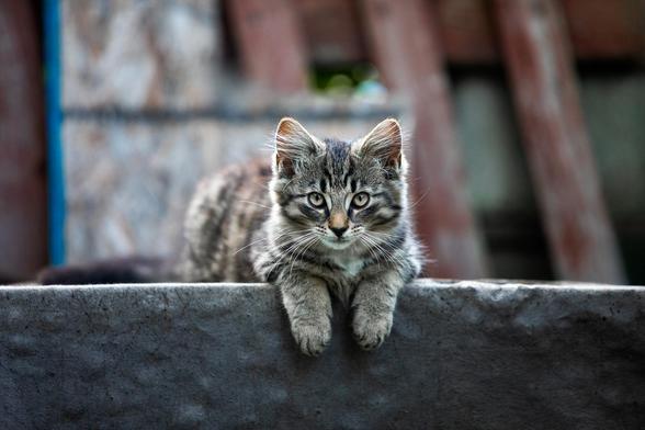 Rune waiting patiently atop a shelter box for the food dish to be filled