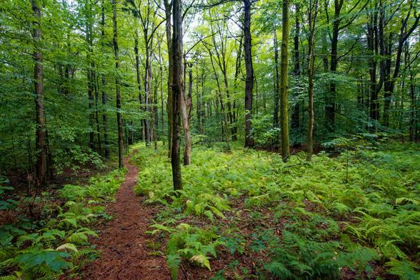 A well mulched trail proceeds on the middle left 1/3 line,  to the left of that is a nice field of ferns,  more trees are visible to the left and further away on the right