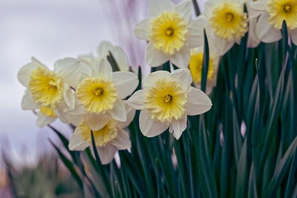 Roughly eight daffodils with white outer petals and a ruffly yellow core blooming out of dense green foliage with an indescribable background that could be grey sky.