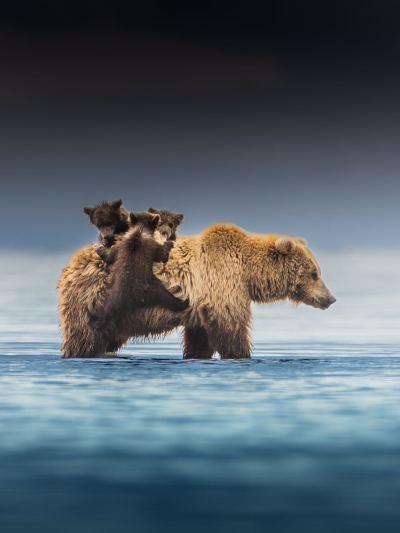 Brown bear cubs are climbing on their mother standing in water.