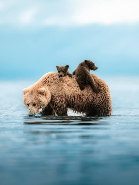 Brown bear cubs are climbing on their mother standing in water.