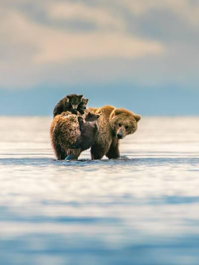 Brown bear cubs are climbing on their mother standing in water.
