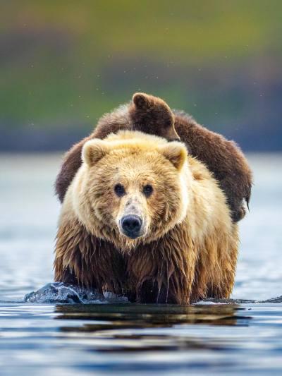 Brown bear cubs are climbing on their mother standing in water.