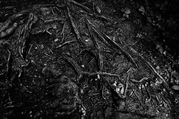 Tree roots