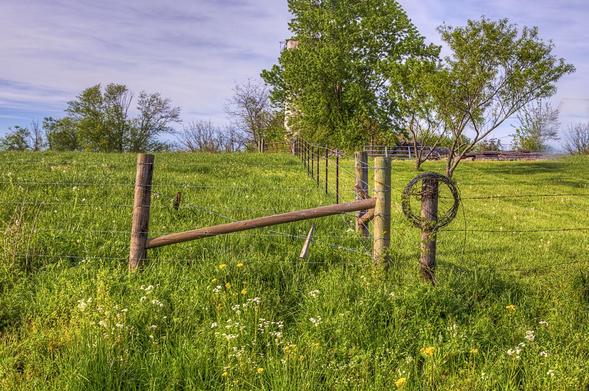 A barbed wire fence stretches across a lush field, its weathered wooden posts standing firm against the breeze. 