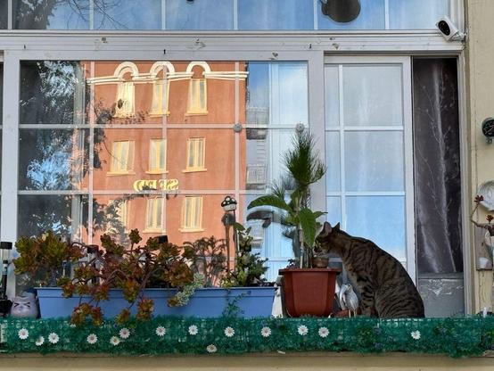 Cat and potted plants on a window sill. The window is in the shadows and a sun-lit building behind the photographer is reflected in the small-paned window.