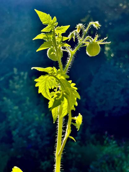 Tomatenpflanze im grellen Gegenlicht vor dunklem Hintergrund, wirkt irgendwie alienartig (für mich).