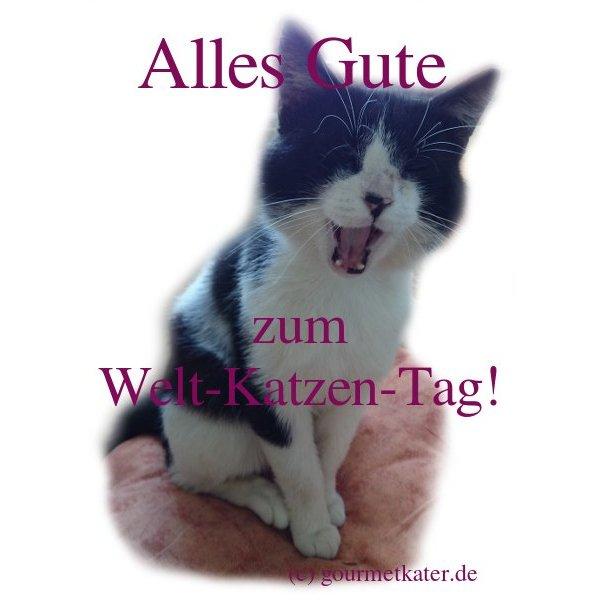 Weltkatzentag!