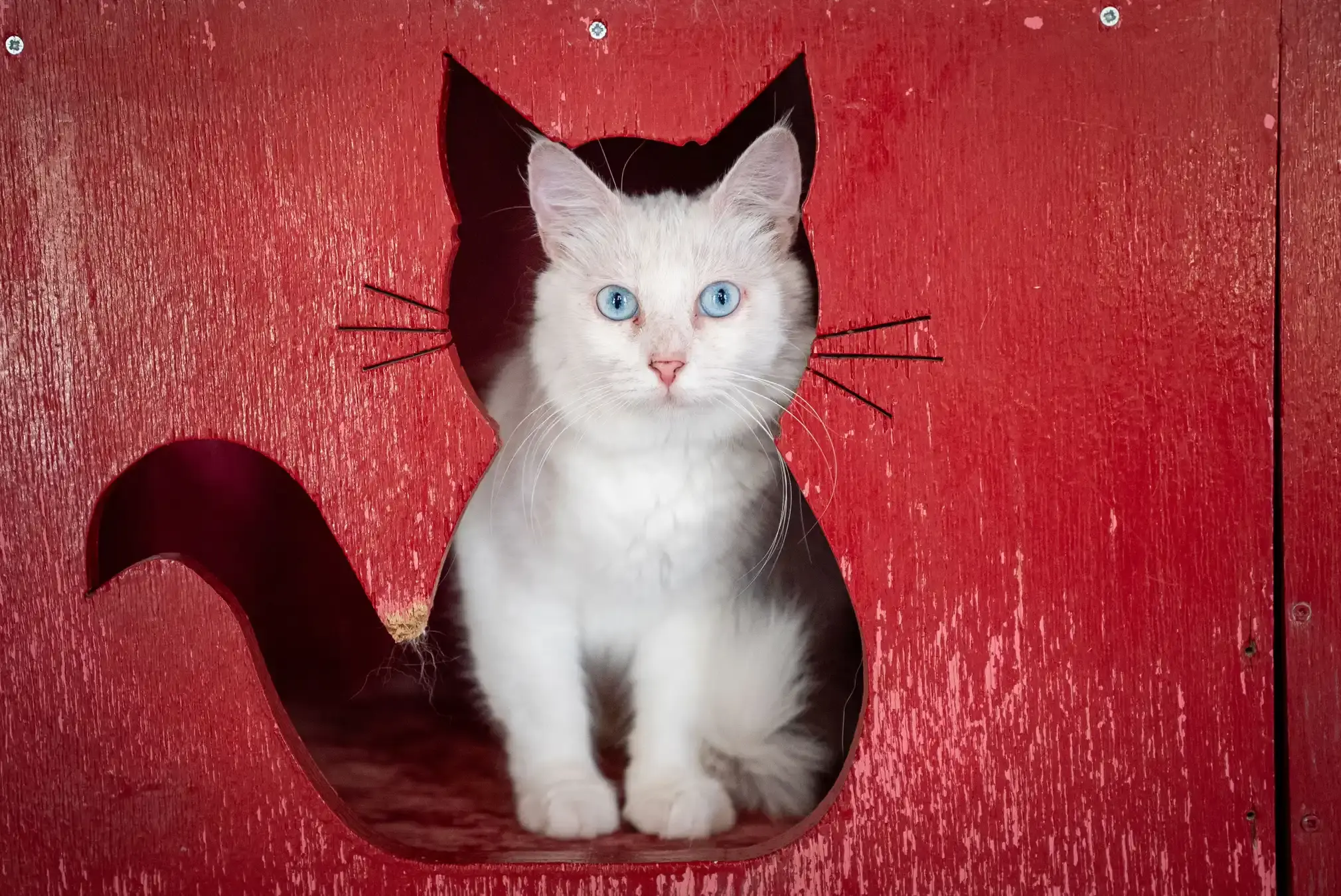 A Turkish angora cat peeks out from a red wooden cut-out. A Turkish angora cat peeks out from a red wooden cut-out.