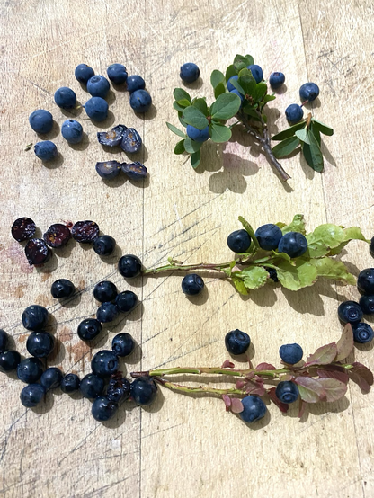 Vaccinium Myrtillus and Vaccinium Uliginosum