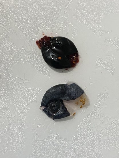 Vaccinium Myrtillus and Vaccinium Uliginosum