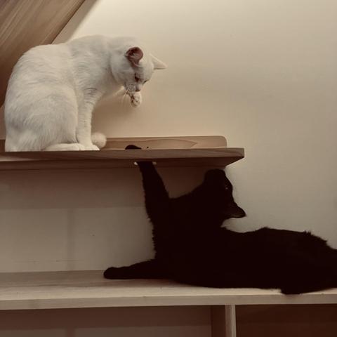 on some cat shelves: a black cat arches back and sticks his paw through a hole in a shelf above him where a white cat is looking down and getting reading to attack the incoming paw