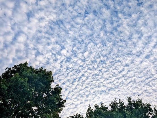 A blue sky tightly packed with dapples of white cirrocumulus clouds, framed by trees in dark late summer foliage 
