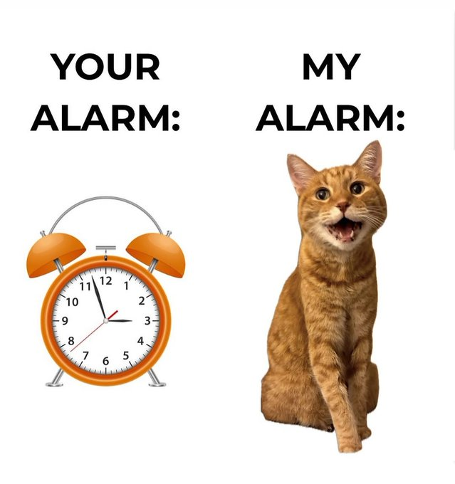 A two-panel comparison meme on a white background, contrasting two types of alarms. Left Panel: Titled "YOUR ALARM:". Below the text is an illustration of a classic, orange, twin-bell alarm clock. Right Panel: Titled "MY ALARM:". Below the text is a photograph of an orange tabby cat. The cat is sitting and looking directly at the camera with its mouth wide open, as if in the middle of a loud meow.