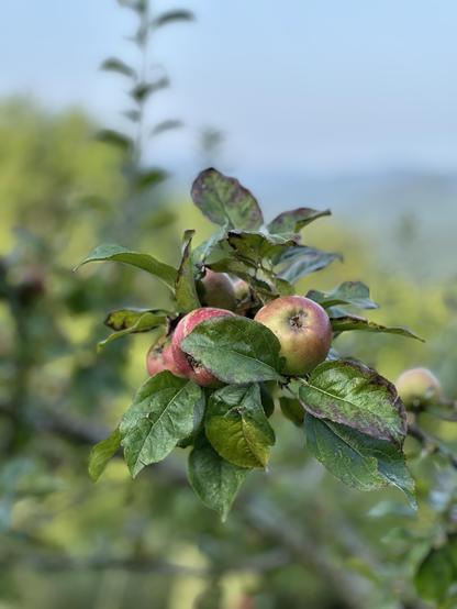 Retrato de una rama de un manzano, con manzanas aterciopeladas, al fondo verde y celo azul.