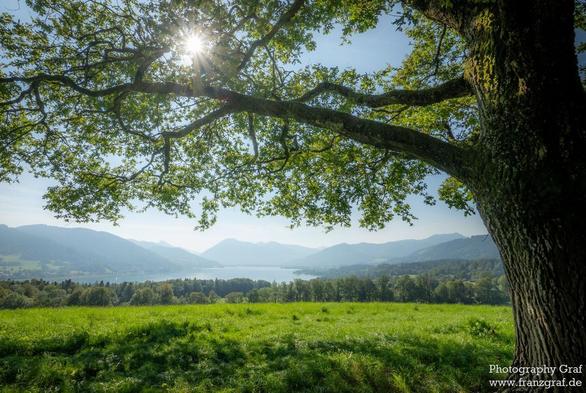 A serene landscape scene featuring a solitary tree standing tall in a vast field, surrounded by lush green grass. In the distance, majestic mountains rise up against a clear blue sky, adding a stunning backdrop to the peaceful setting. The colors of the image are dominated by shades of black, grey, and green, with a touch of earthy accent color. The overall mood is tranquil and harmonious, with the sunlight gently illuminating the natural beauty of the scene. This picture captures the essence o…