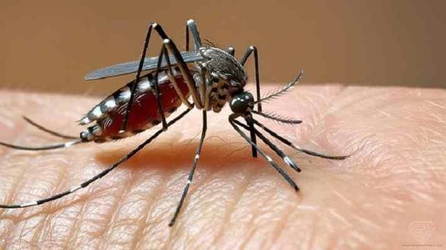 ¿Qué es el chikungunya, el virus que se propaga actualmente en el sur de China?
