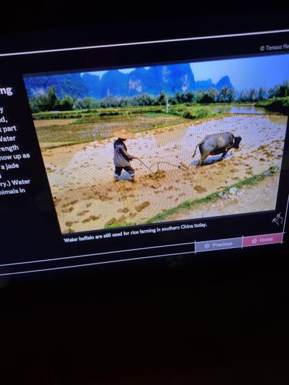 #Waterbuffalo are still used for rice farming in southern China today.