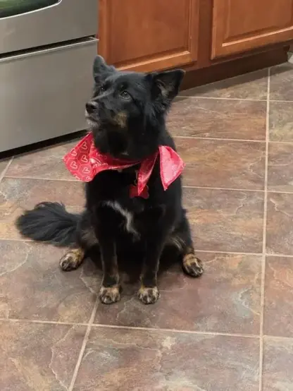 Small dog in a bandana