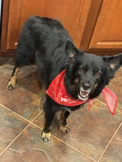 Small dog in a bandana