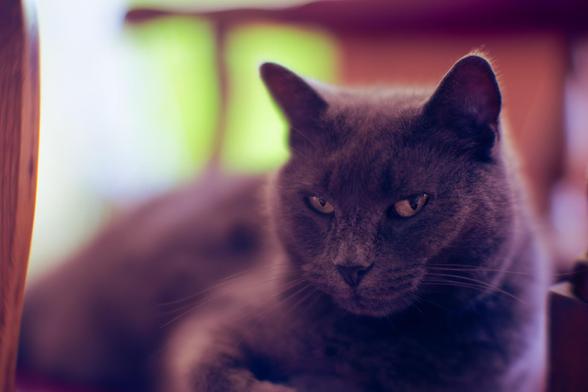 A grey panther cat's face is in focus in the middle right of the frame,  the rest of the cat and background is softly defocused