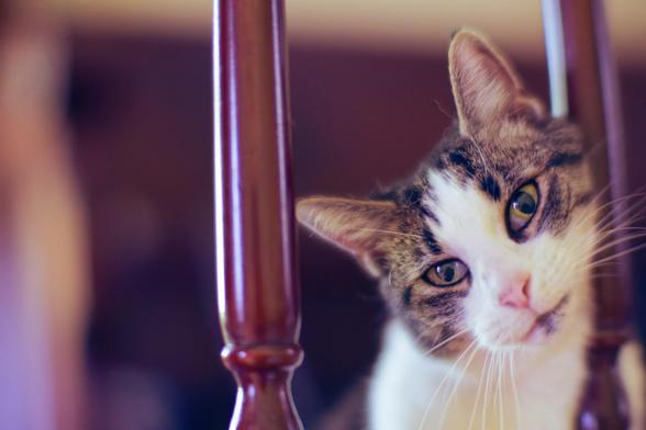 Calico cat with a lot of white rubs her chin on the railing of our staircase with the background out of focus