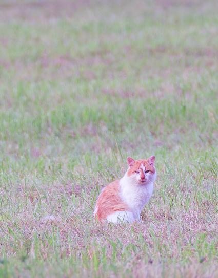An orange and white cat with a pouty expression in perfect focus which looks small in a field of short cut grass which is perfectly focused around it and not so much further away