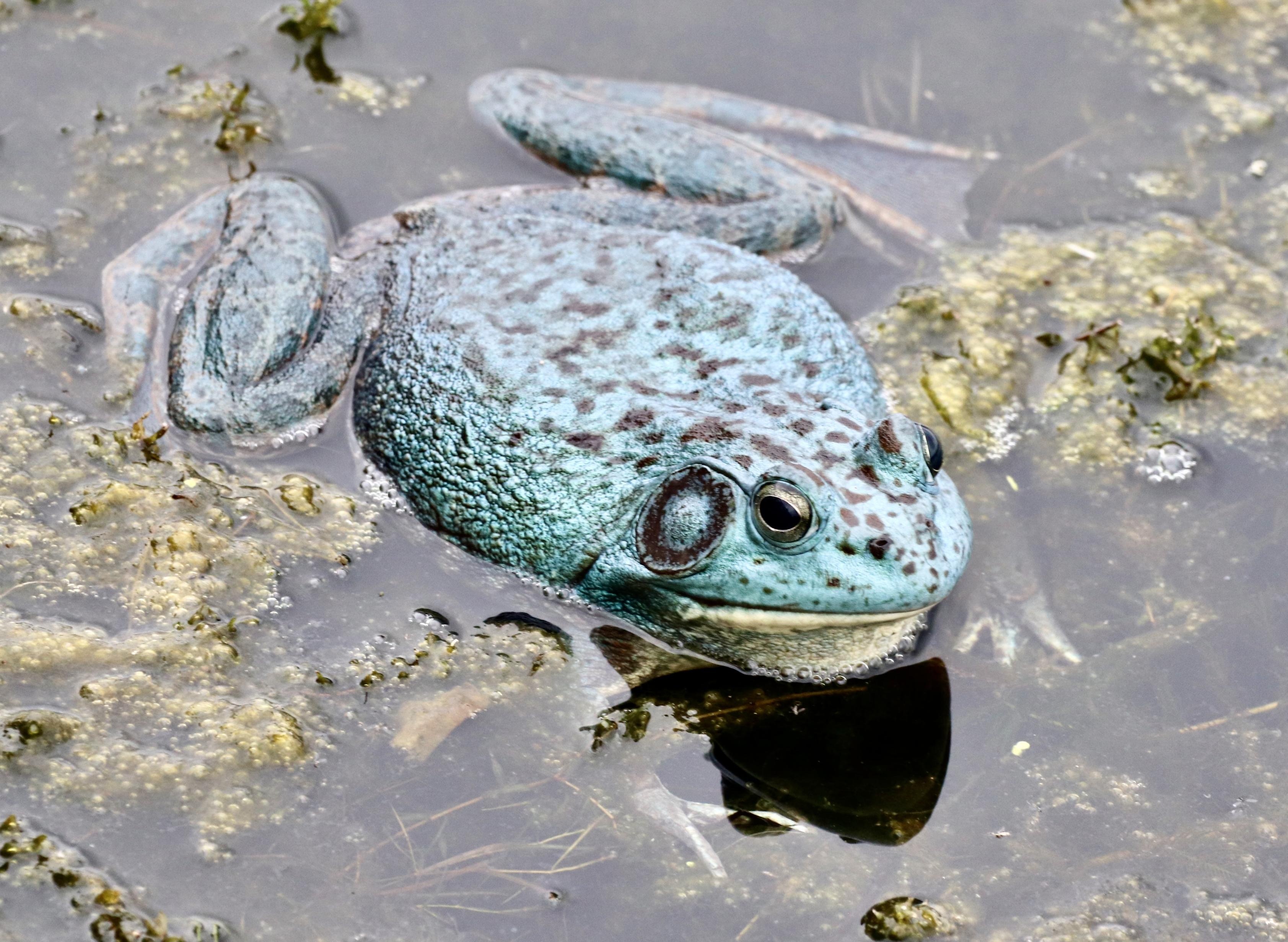A closeup photo of a curious teal-blue bullfrog, looking from above at it face, showing its eyes, wide mouth and whitish chin. It is mottled with black spots across its blue back and us floating amongst algae.
