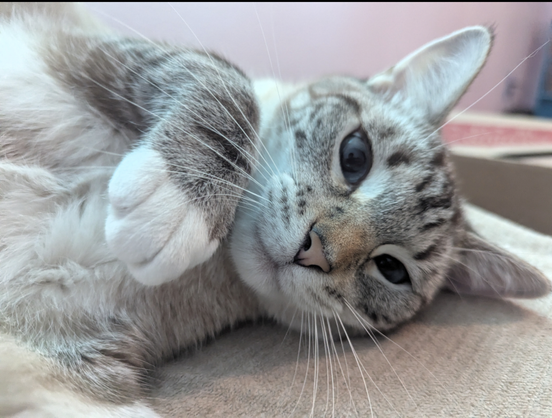 A close up of a cat.